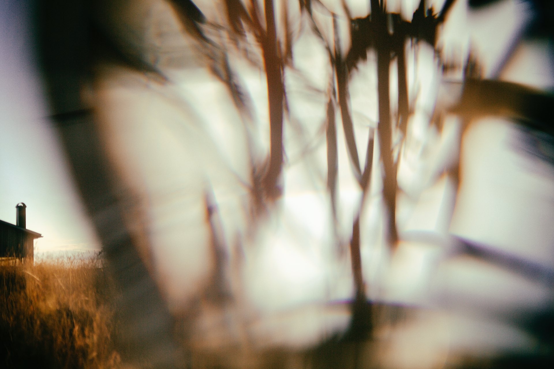 Glass Wheat - Kalbo 2017