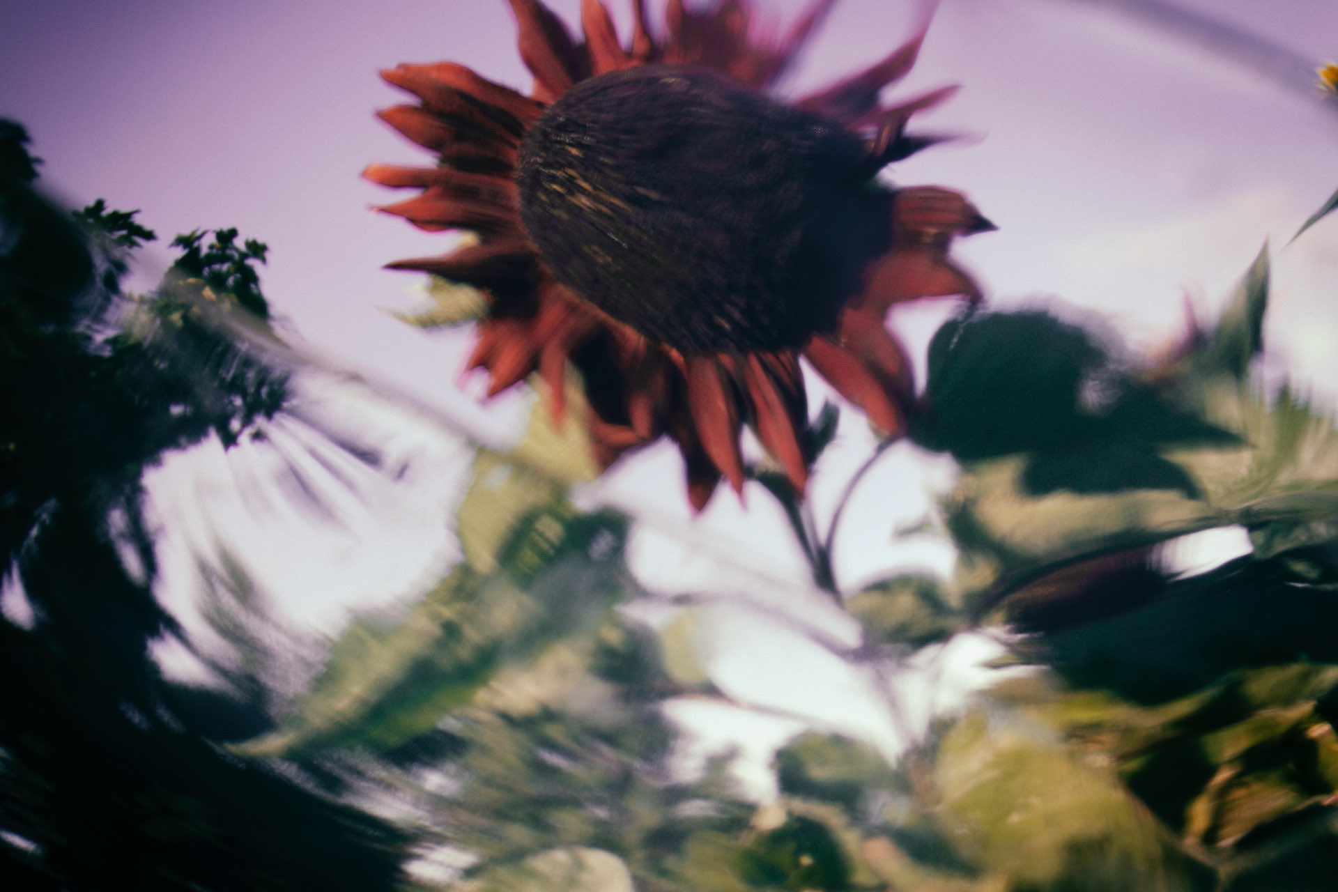 Blacksun picture of a sunflower